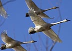 SIUC researchers study habits of trumpeter swans 