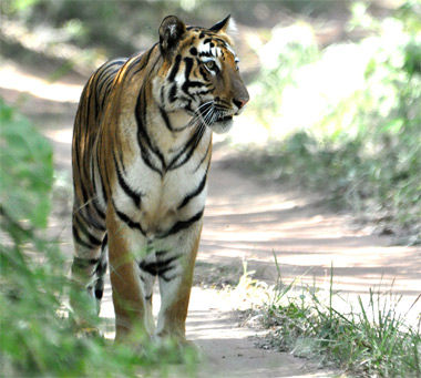 Tiger reserve in central India