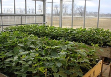 SIU adds disease-resistant soybean lines