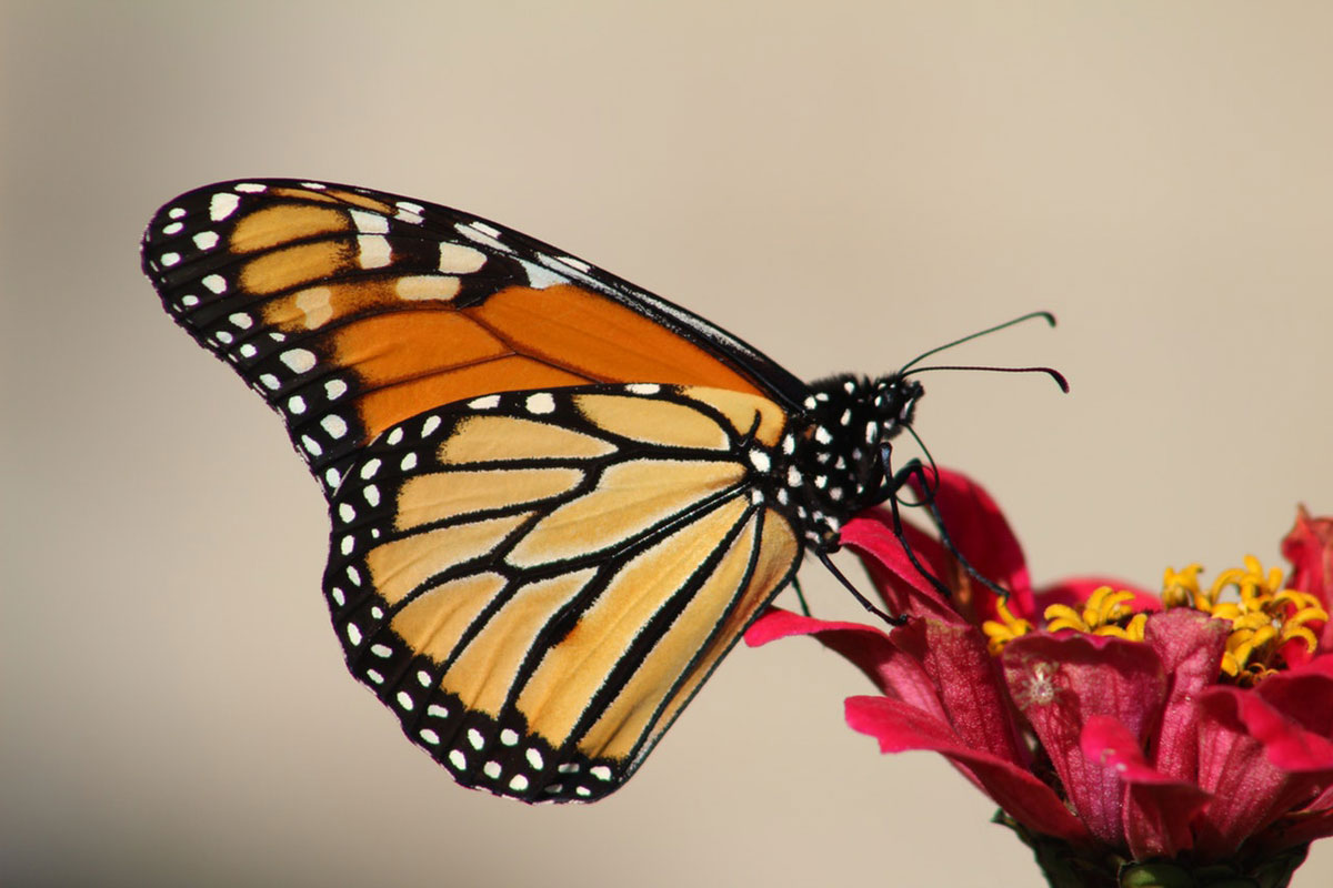 monarch butterfly polinator