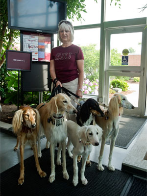Vickie Blair with 5 Saluki dogs