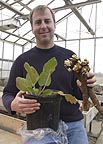 Walters takes over horseradish breeding program 
