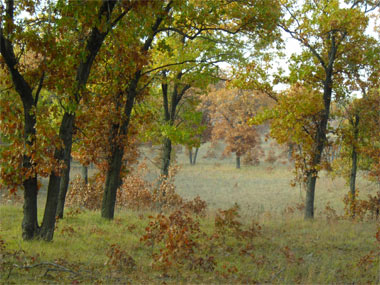 Research may help save Kankakee Sands savanna