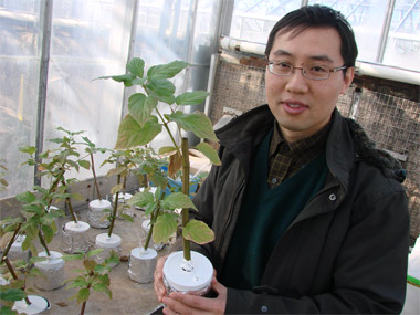 Study: Plants may serve as environmental sentinels