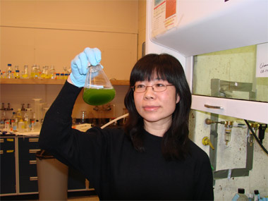 Researcher exploring energy potential of algae