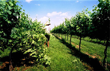 campus vineyard