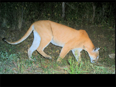 animal puma mexico