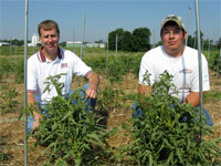 Tomato plants grown using compost from SIUC's Vermicomposting Center