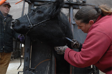 Herbal remedy may counteract toxin in cows