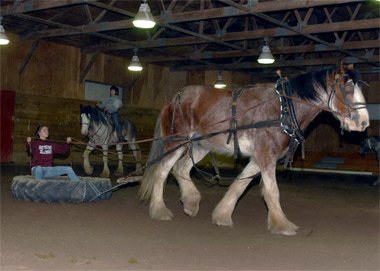 Chip, Dale are big additions to equine program