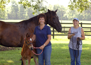 Gift horses