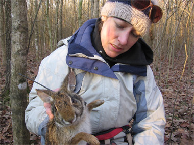 Swamp rabbit