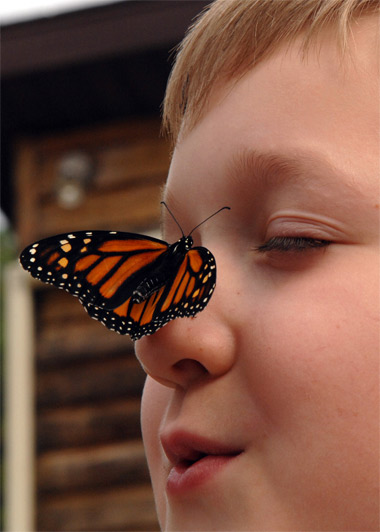 Female monarch butterfly