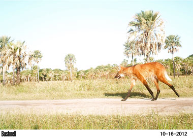 Maned wolf