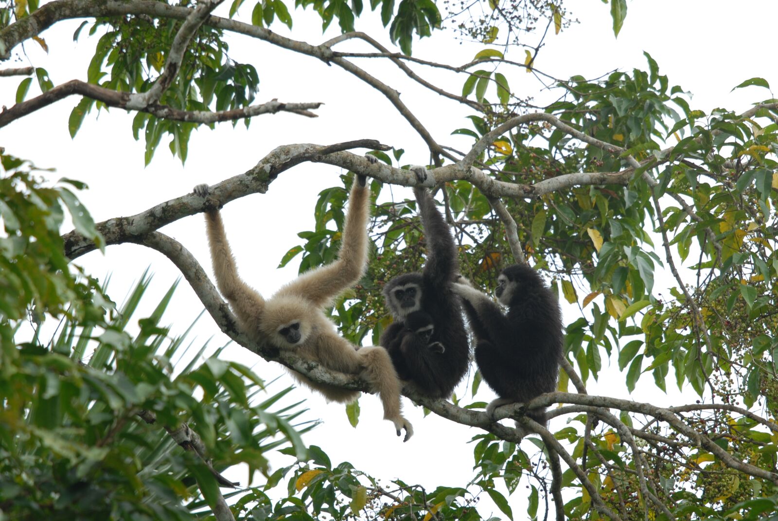 White-handed gibbons