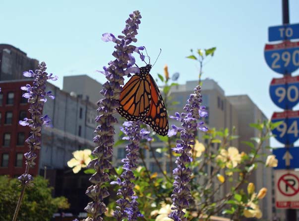 Monarch photo