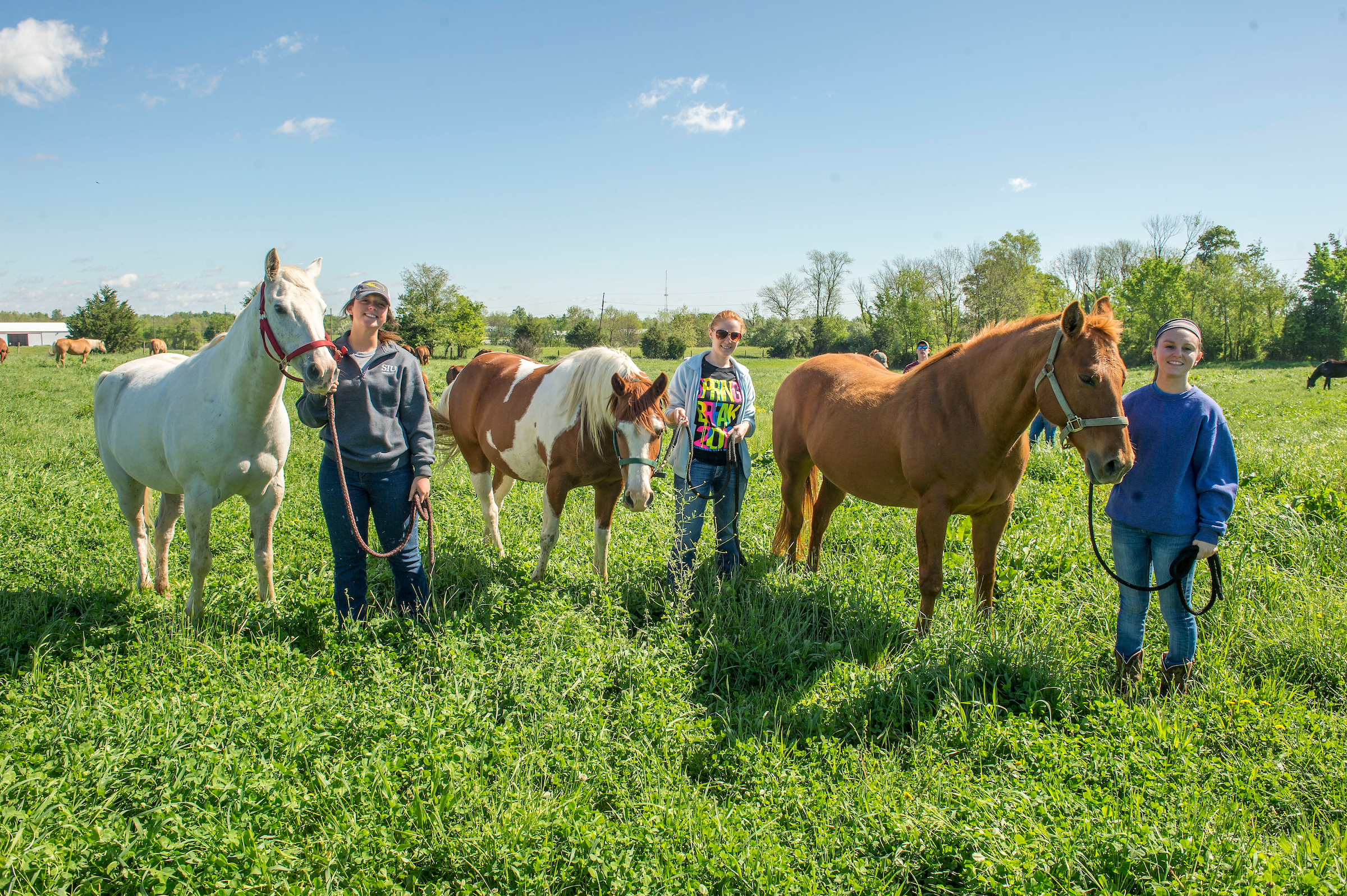 horse picture