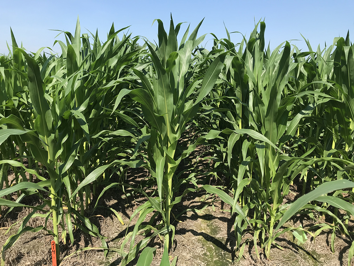 Farm Corn Crops