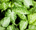 Arrowhead Plant