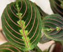 PrayerPlant