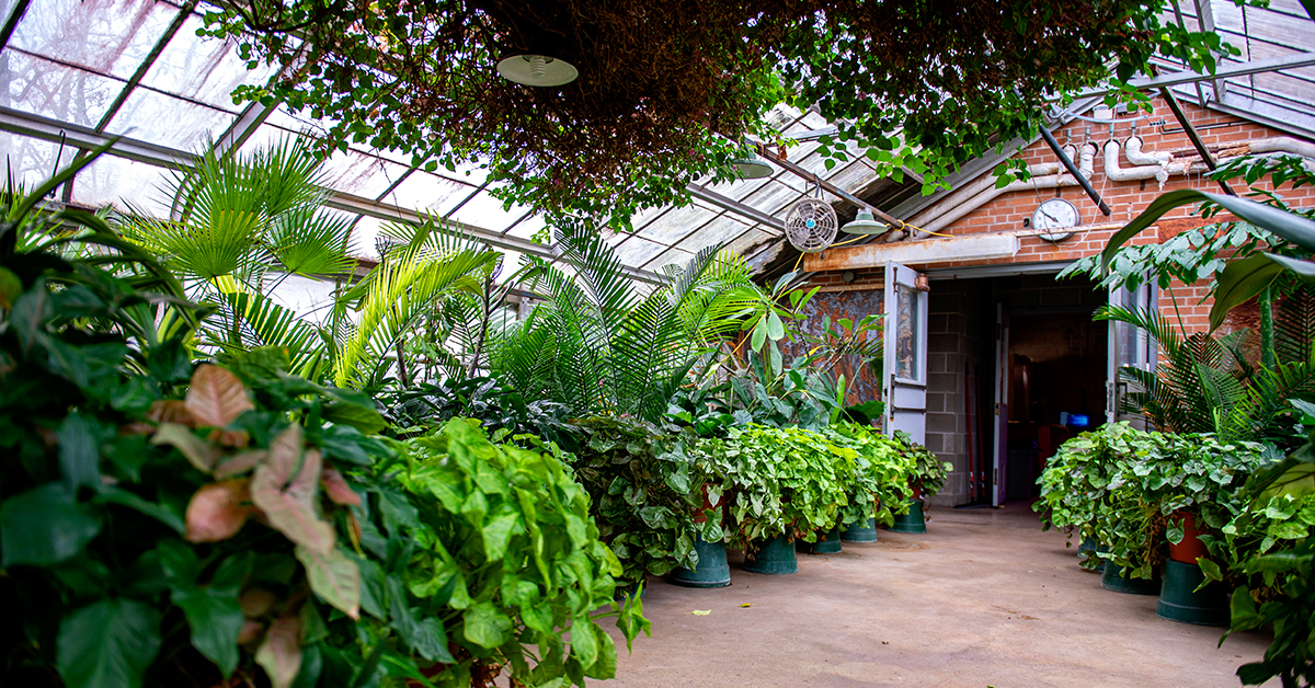 SIU Greenhouse