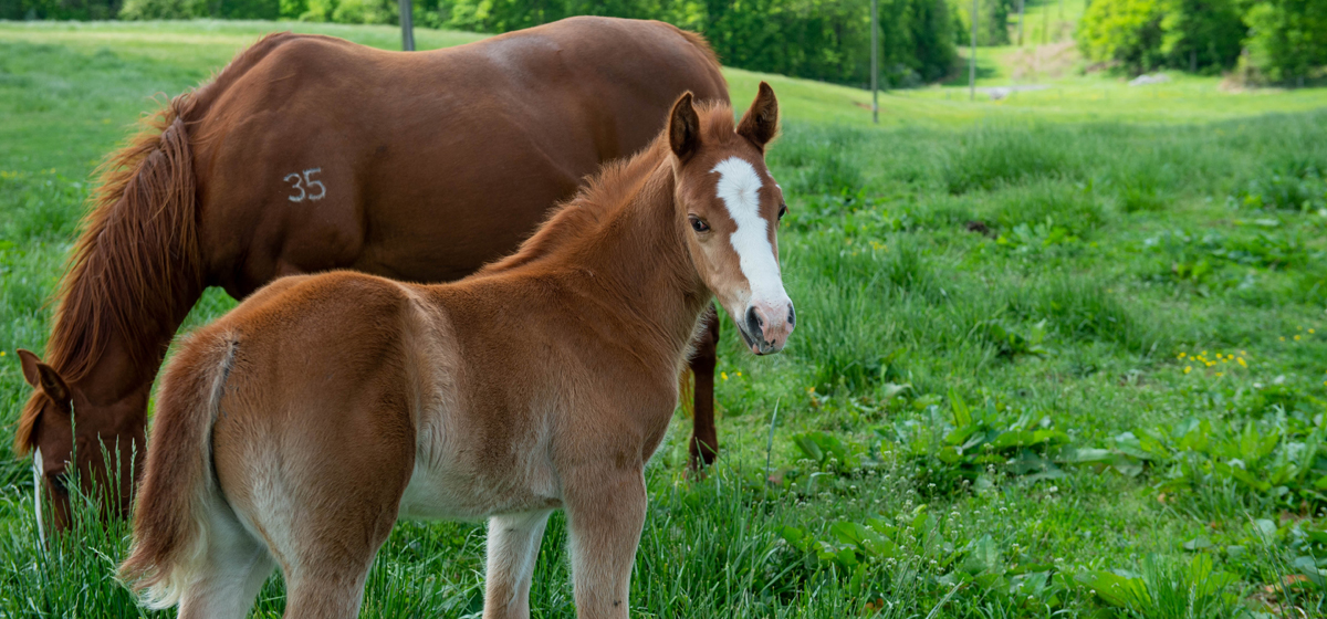 horses