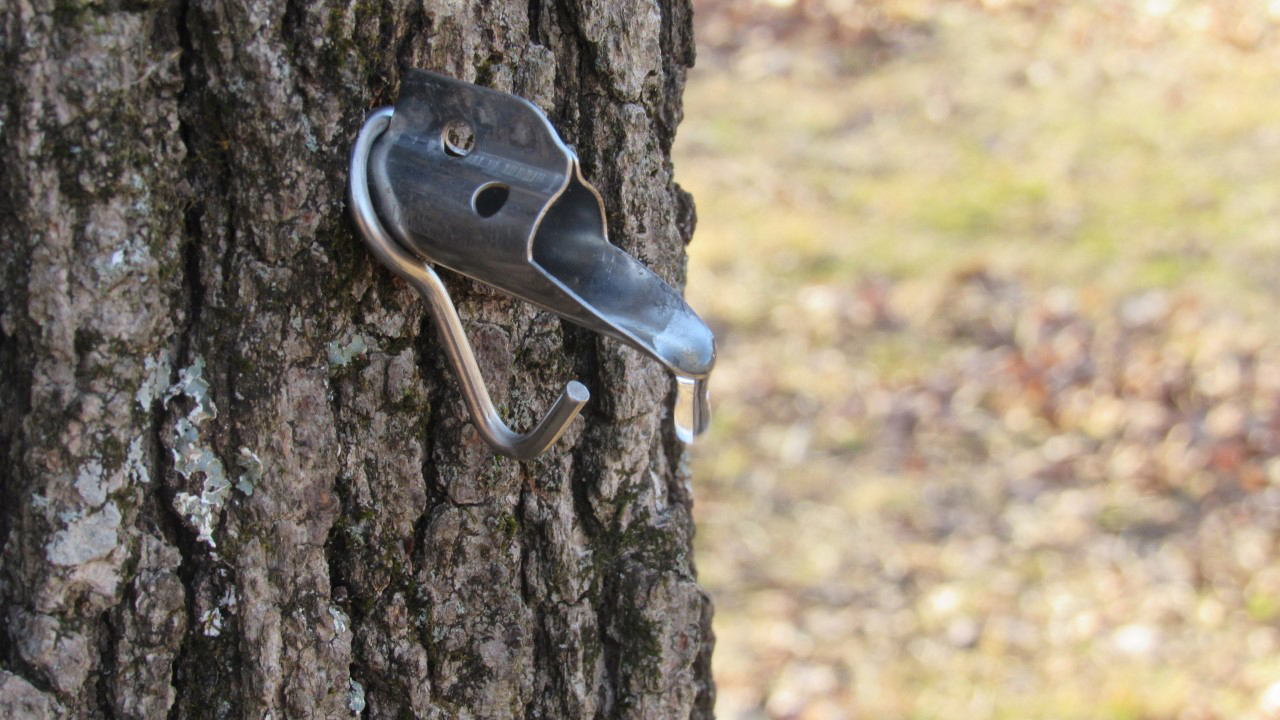maple sap dripping from a tree tap