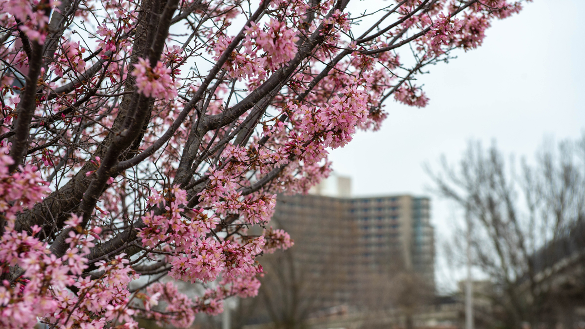 flowering tree on campus