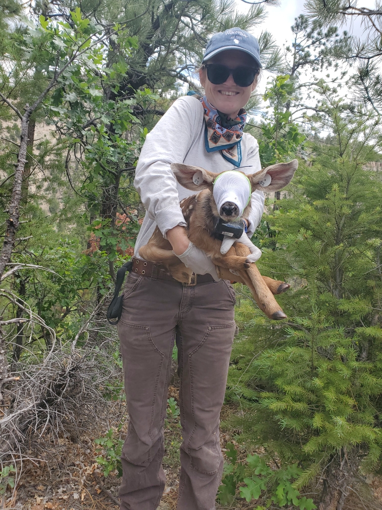 girl holding mule deer fawn
