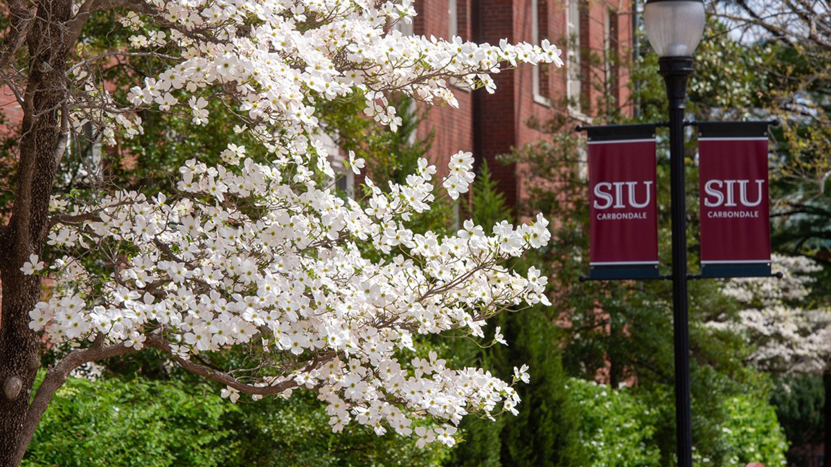 blooming tree and siu banners
