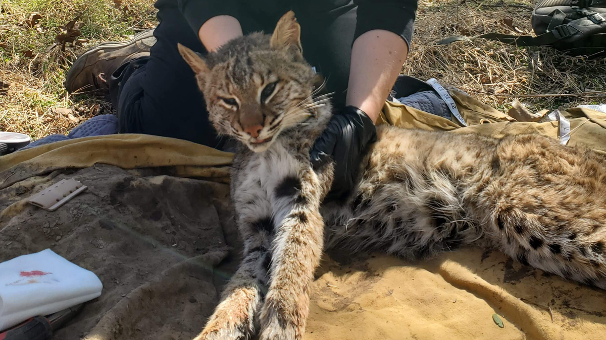 bobcat being studied