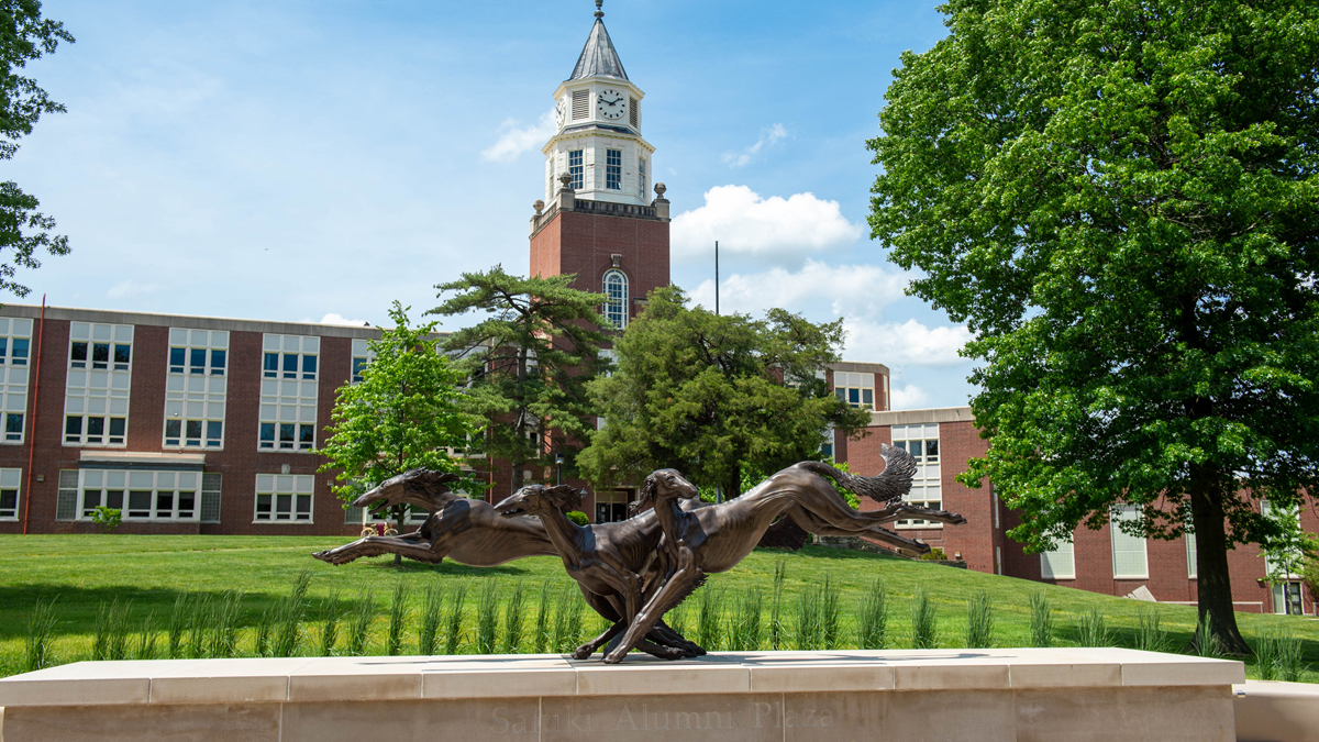 Saluki statue with Pulliam clocktower in the background