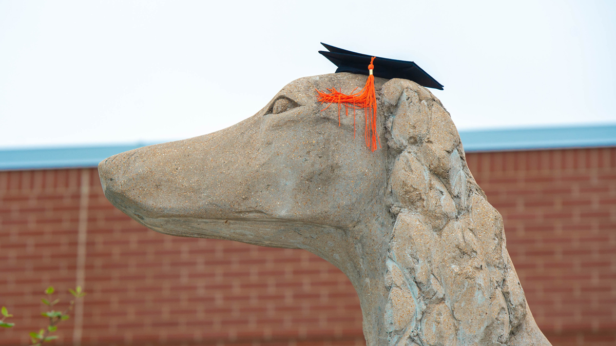 saluki statue wearing a mortar board and tassel