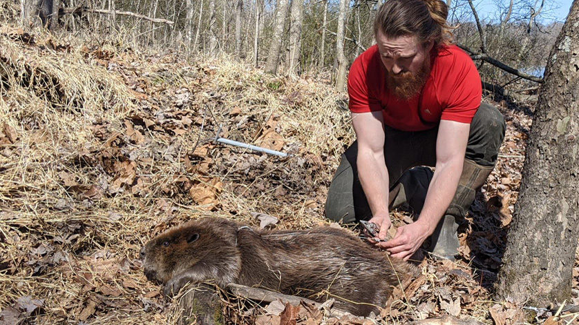 young man attaching a GPS unit on a beaver