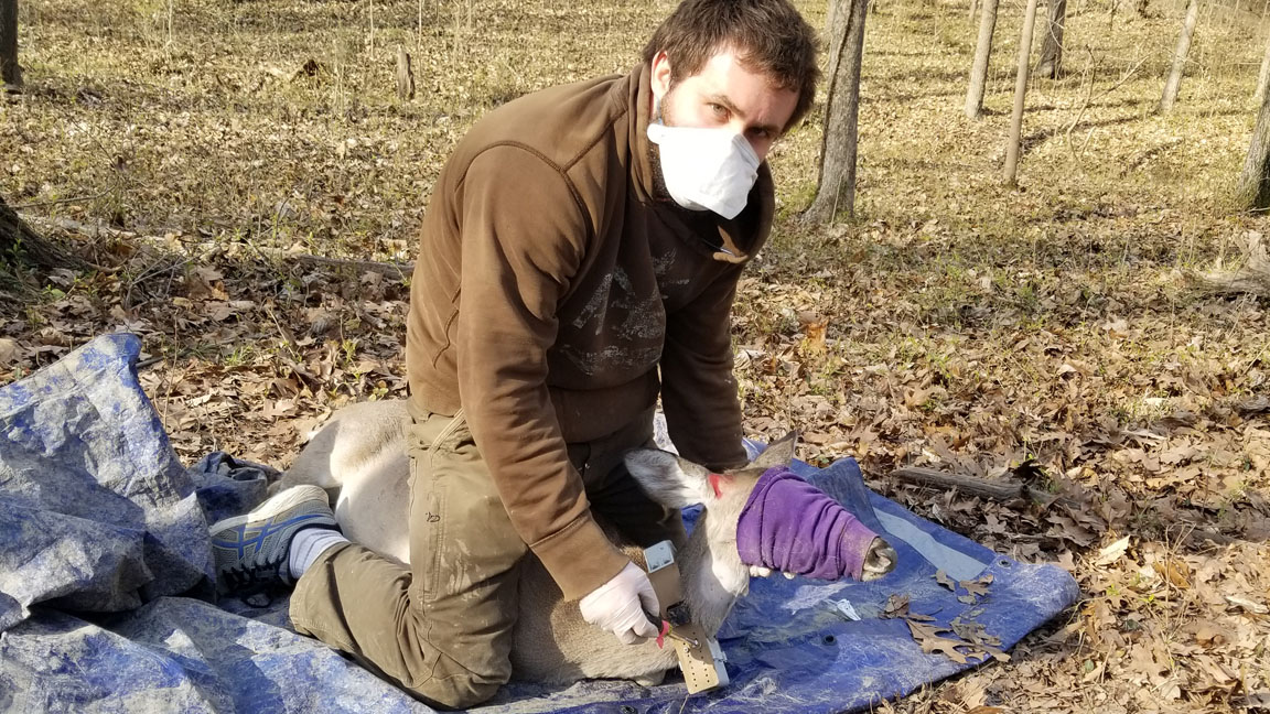 student fitting a captured white tail deer with a GPS collar