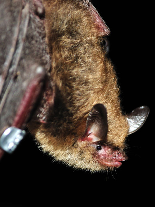 bat-fungus-sm.jpg