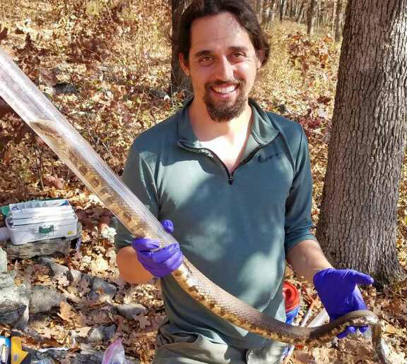 Study on fungus that sickens hibernating snakes