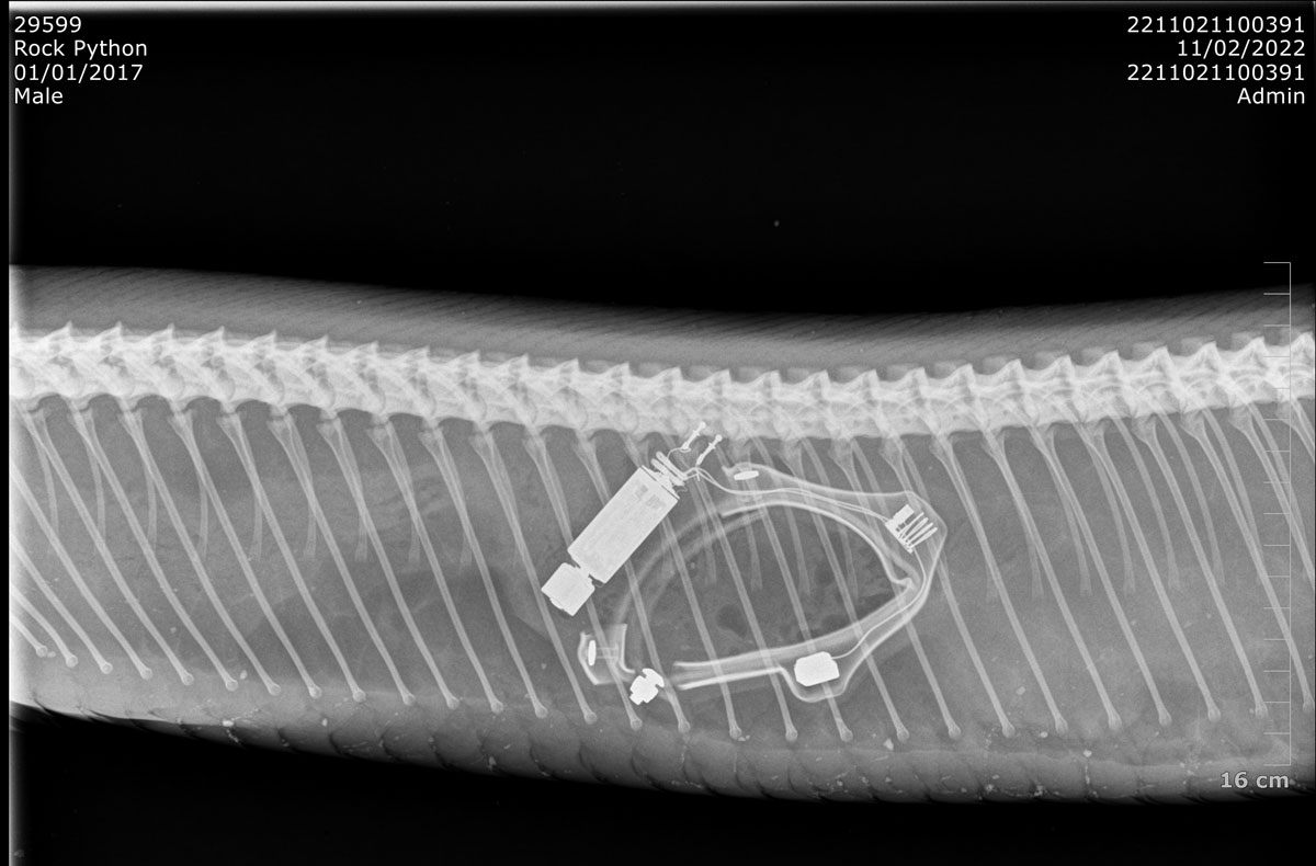 xray image