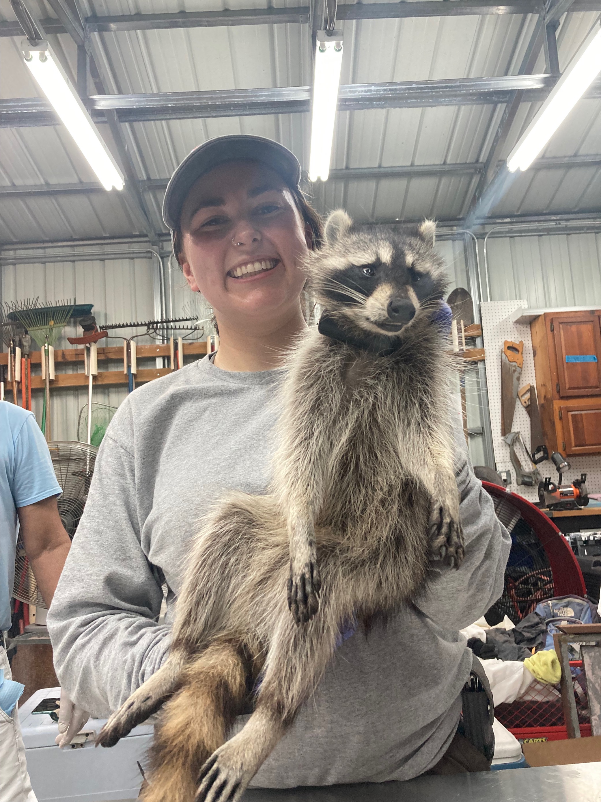 Kelly Crandall holds a raccoon