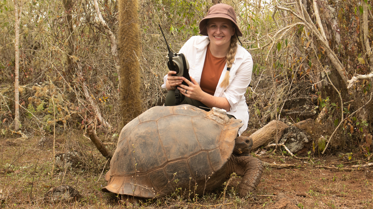 SIU doctoral student is seen with a giant tortoise. Attached to the tortoise shell is a GPS tracker.