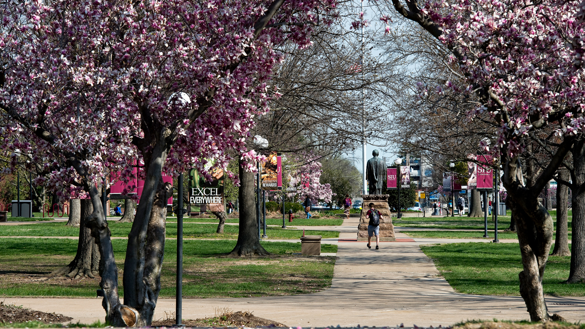 Trees in bloom on the campus of SIU Carbondale, as a student is seen walking through the heart of campus.