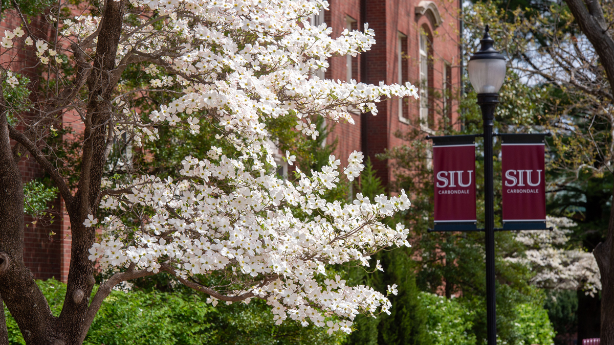 A tree is in bloom with SIU Carbondale banners visible on light posts.