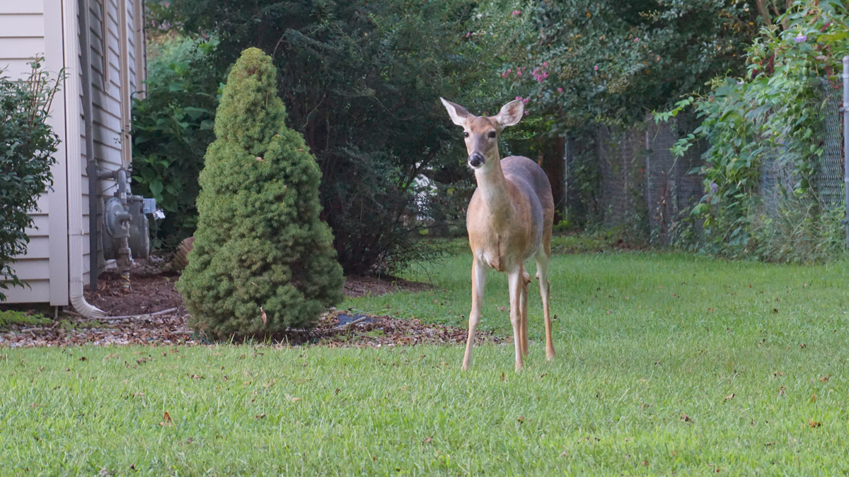 A white tail deer, standing in a yard.