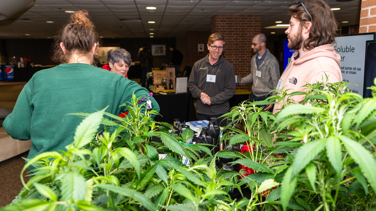 Marijuana plants are in the foreground of the photo. Behind them, representatives of SIU's Cannabis Science Center are seen talking to visitors of the cannabis symposium.