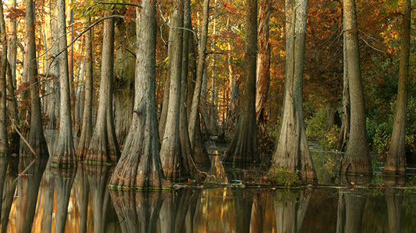 Cypress and tupelo trees inhabit the Horseshoe Lake area in Alexander County