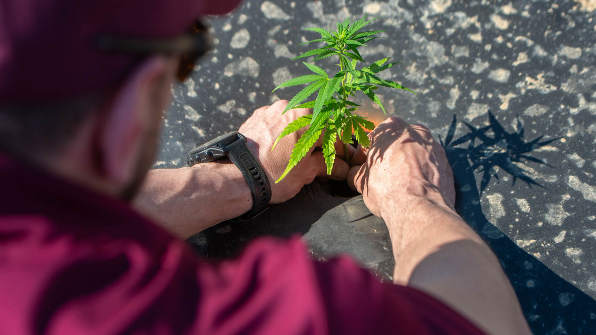  A man is seen, from behind, transplanting a cannabis plant