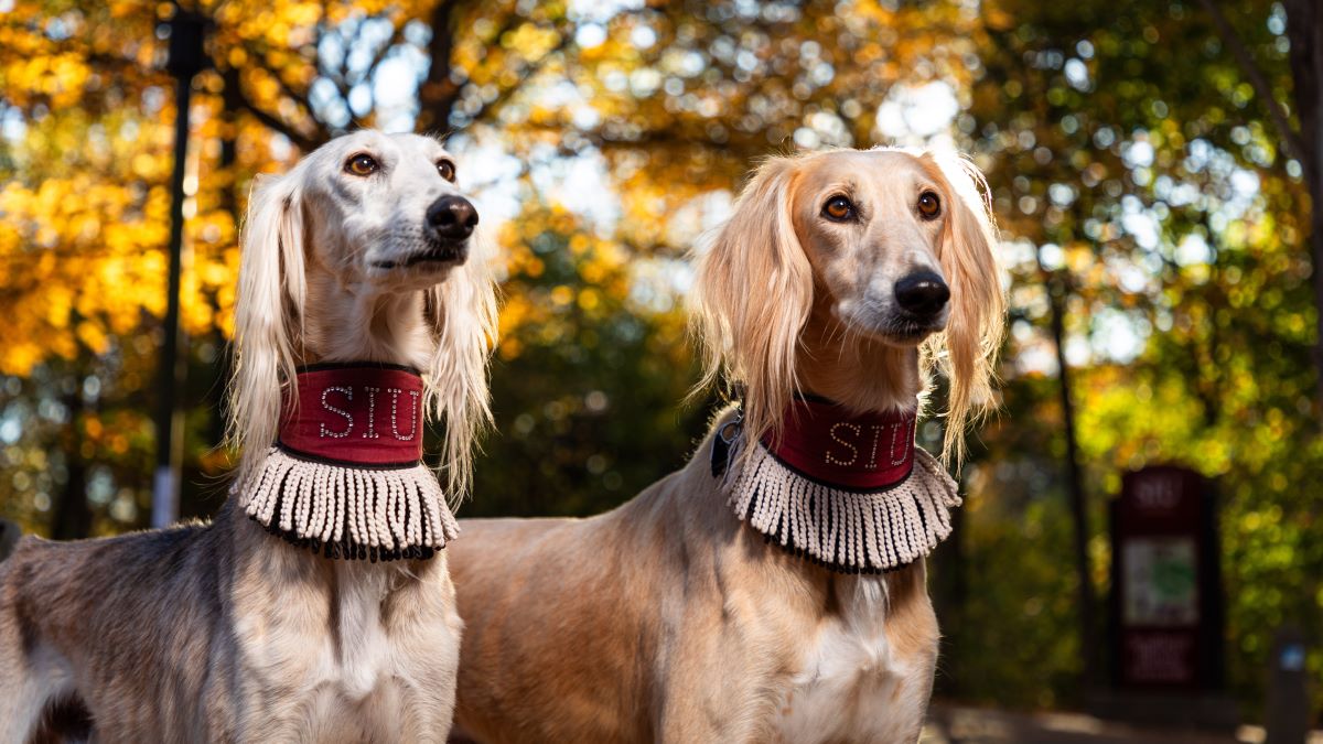 Saluki dogs