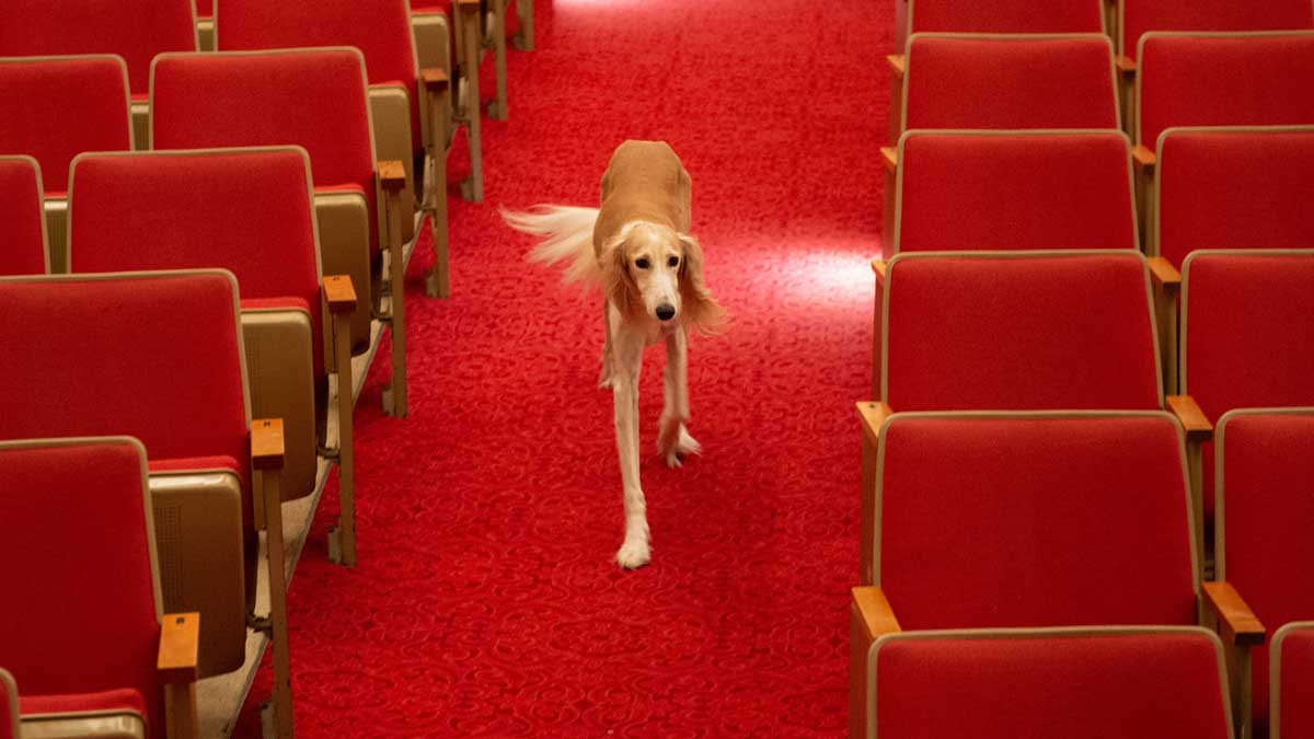 A saluki is seen walking down the aisle of an auditorium.