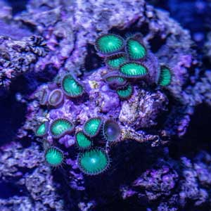 coral-farm-480-sm.jpg