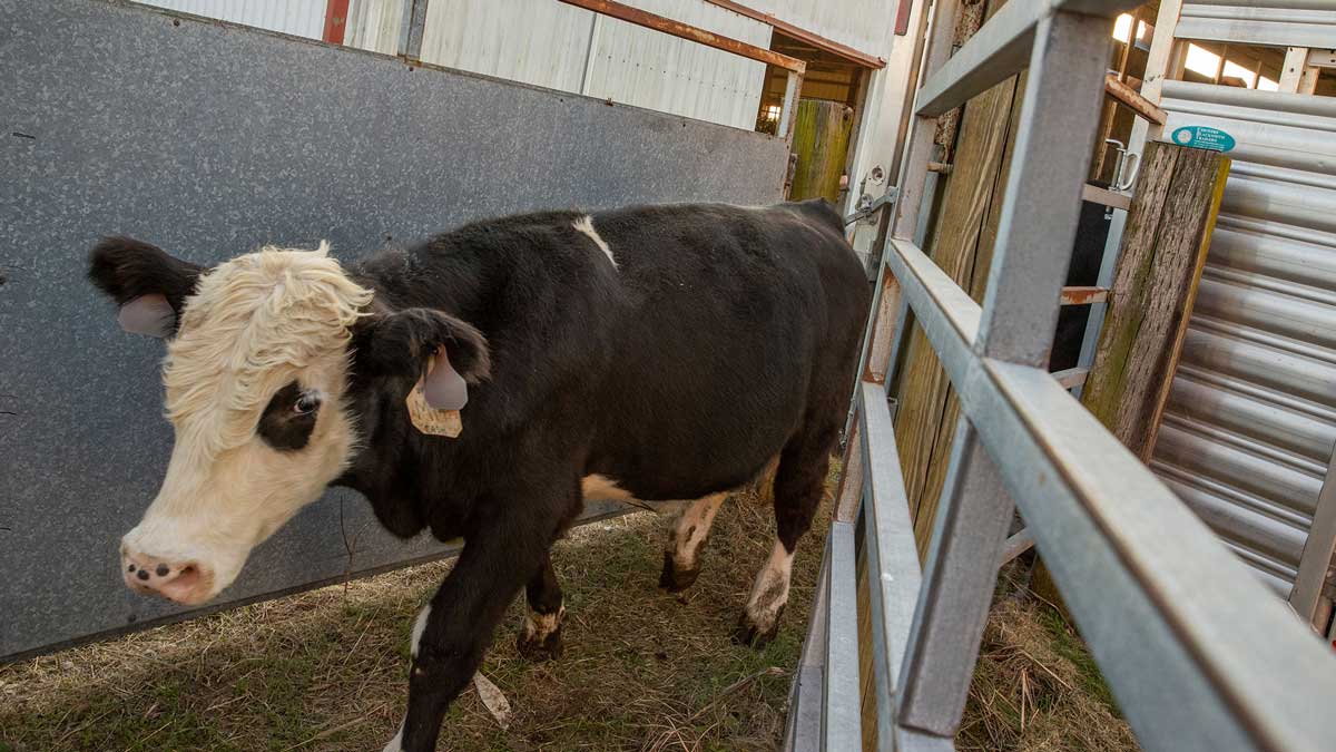  Image of a young bull walking through cattle gates.